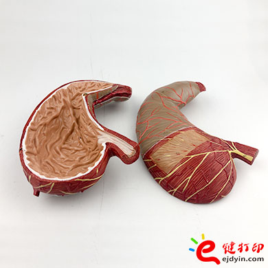 人体胃部复模手板