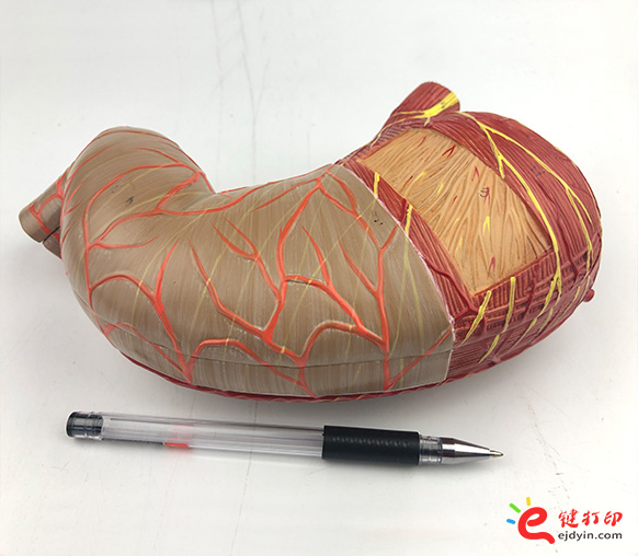 人体胃部复模手板