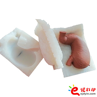 人体胃部复模手板4