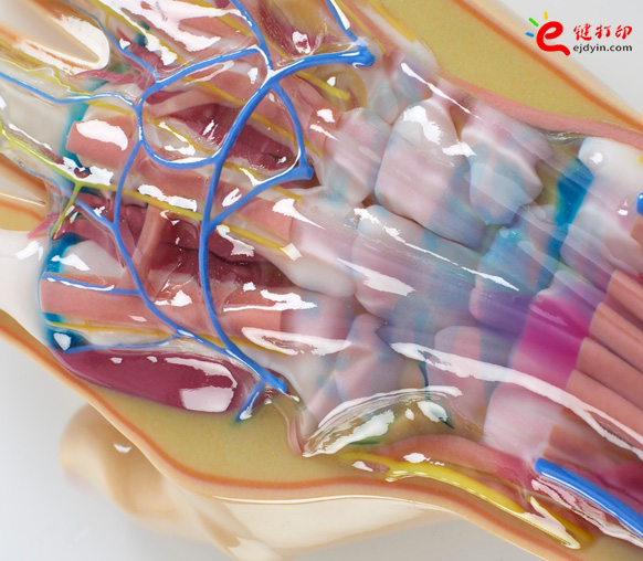 彩色3d打印人体器官医学模型