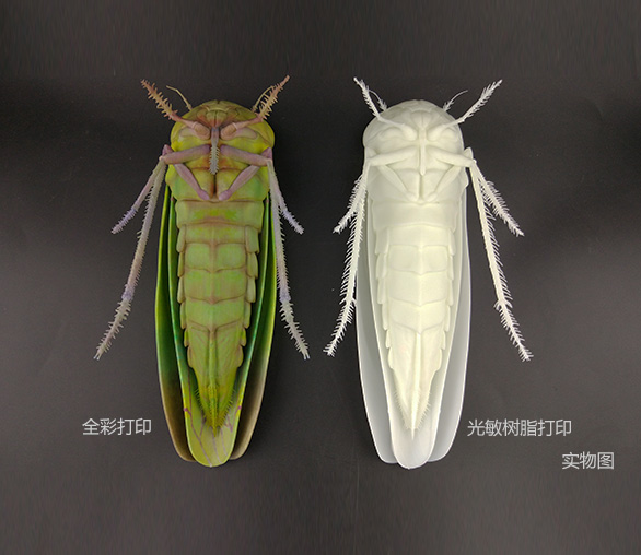 3D打印生物标本
