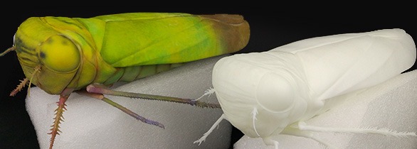 3D打印生物标本2