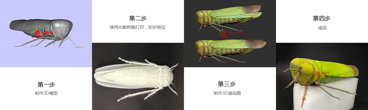 3D打印生物标本制作流程